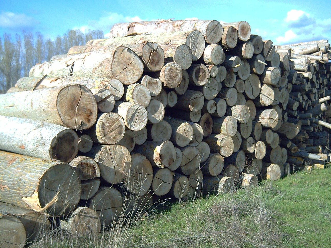 felled trees poplars