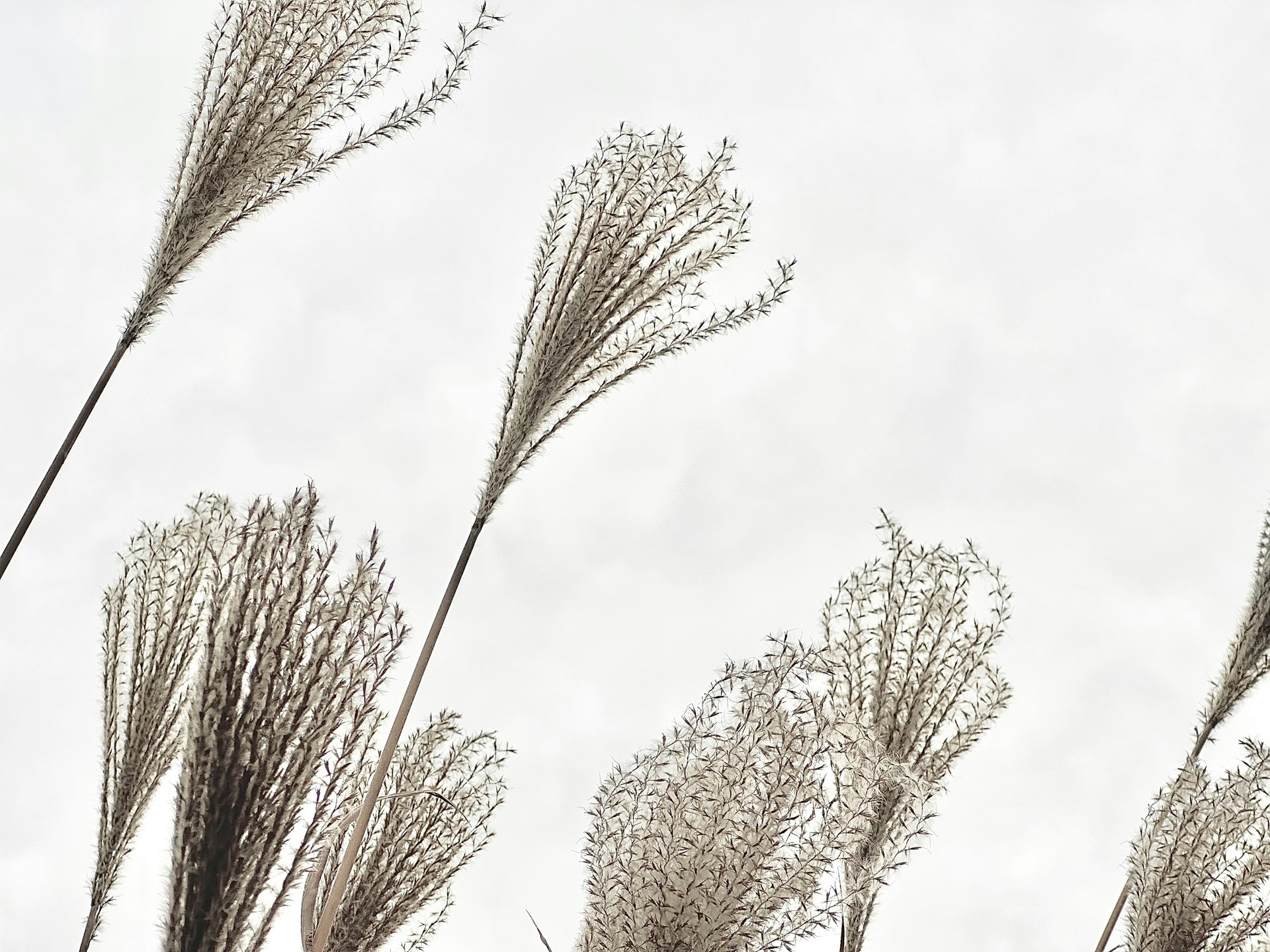 Soft grasses against a grey sky.