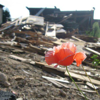 A pink poppy in the foreground. Behind is an area of rubble.