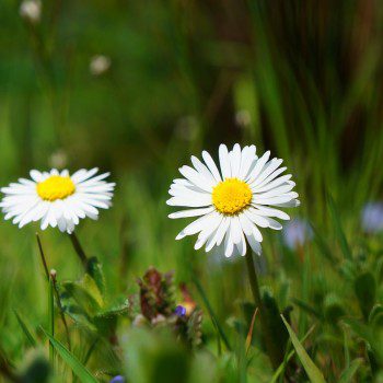 daisies