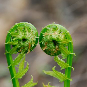 2 ferns bowing toward each other