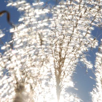 light and trees reflected in water