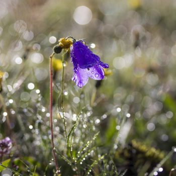 purple flower with dew drops on it.