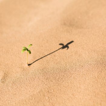 seedling grows in the desert