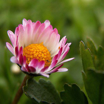 A pink and white flower with a yellow center