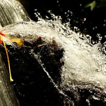 Water cascading off of a leaf