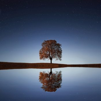 A tree reflecting over a body of water with light casting from a night sky