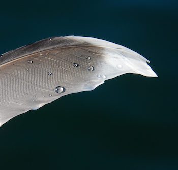 White feather with dew drop on it.
