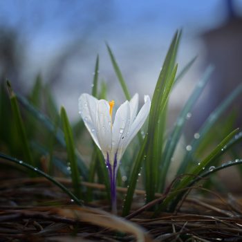 White crocus with dew on it.