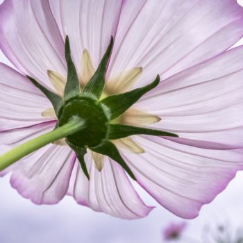 Thin pink petals on a cosmos flower.