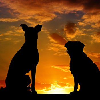 A silhouette of two dogs gazing at a sunset.