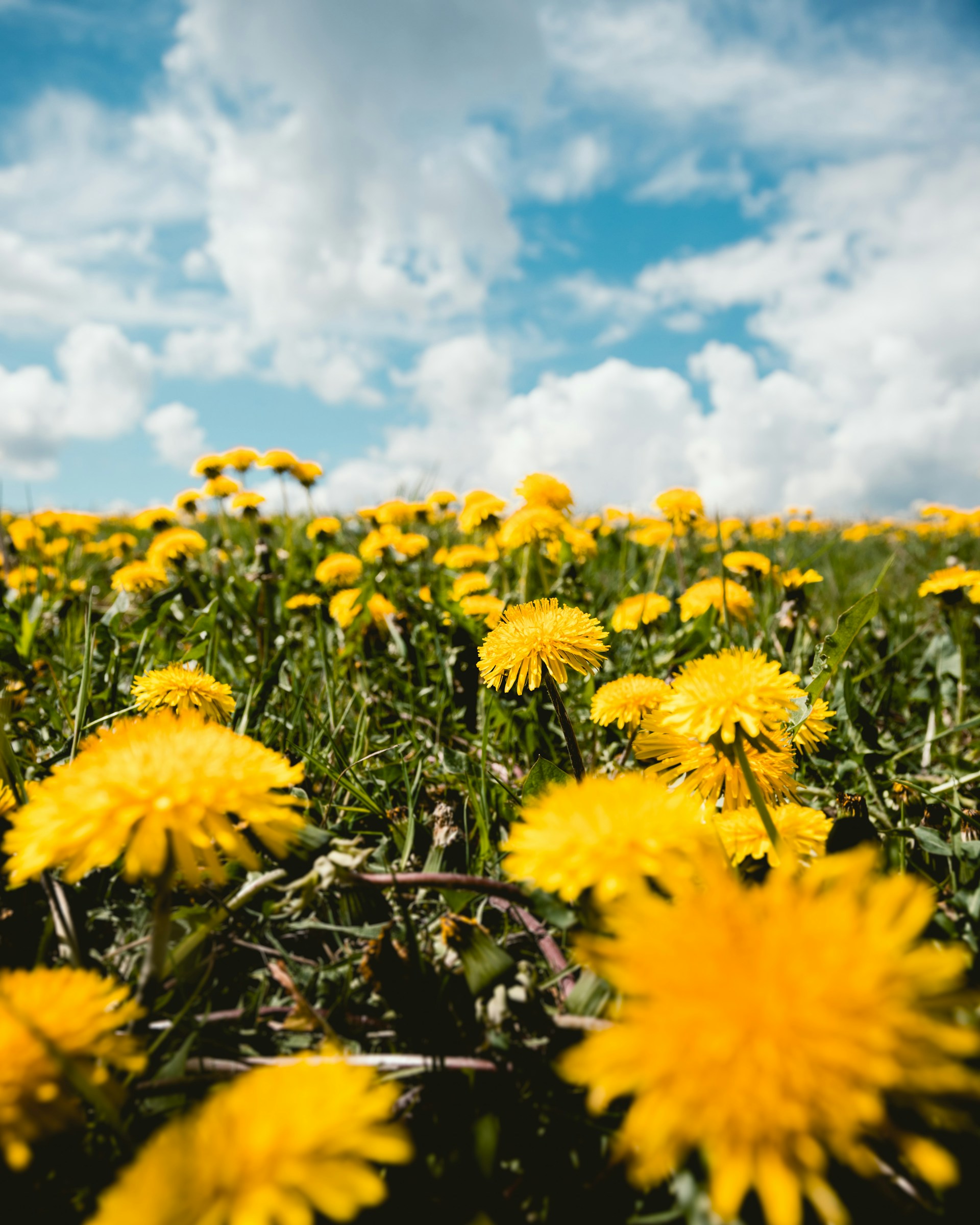 Field of dandelions against a cloudy blue sky