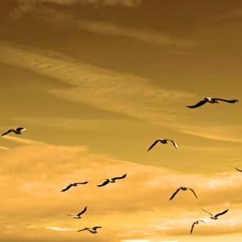 Flock of birds flying through a warm orange sky