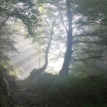 mist and sunbeams in a forest. Trees.