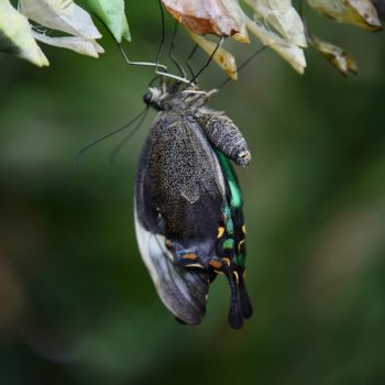 Butterfly freshly emerged from a chrysalis