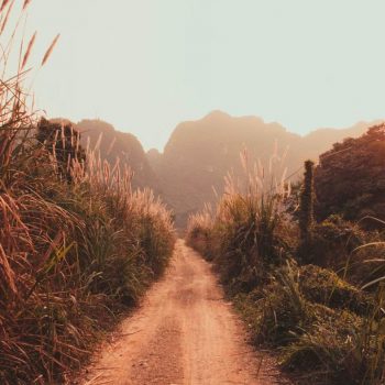 a narrow dirt road between fields of tall grass