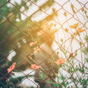 A chain link fence, sunlight and flowers.
