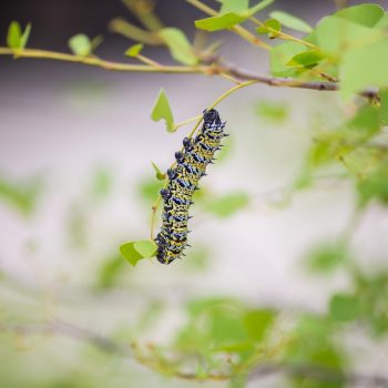 A green caterpillar climbing a thing strand toward a branch