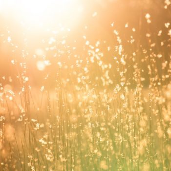 Sunlight blurred through a meadow of grass