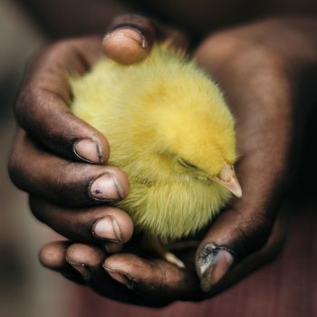 Hands holding a baby chick.