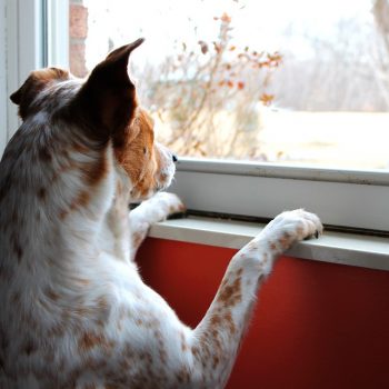 A dog peers out a window.