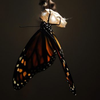 A monarch butterfly coming out of a chrysalis