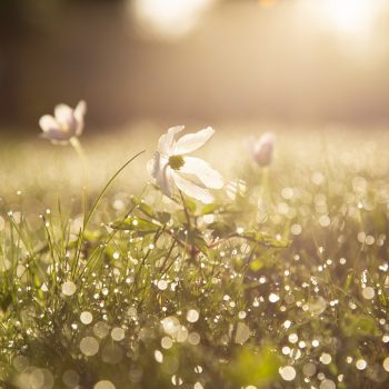Morning dew on a field of flowers