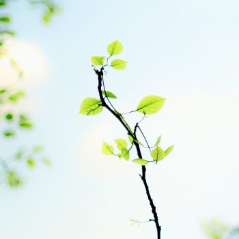 Sapling, small tree.