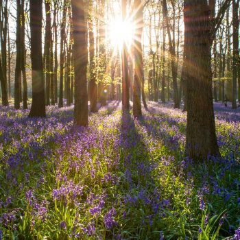 sunlight shining through trees in a forest