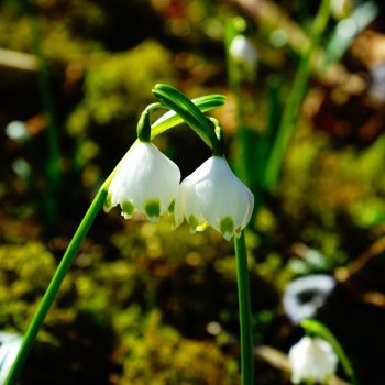 Two snowdrop flowers emerging