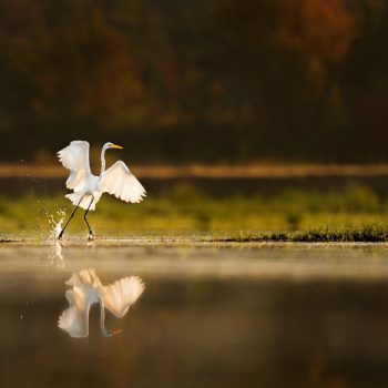 A stork with it's wins raised near water
