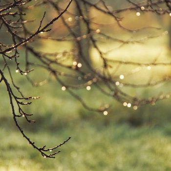 Dew drops on small branches/twigs