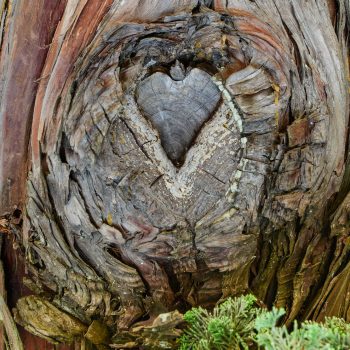 A heart-shaped knot embedded in a tree.