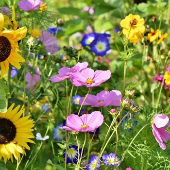 A colorful wildflower meadow