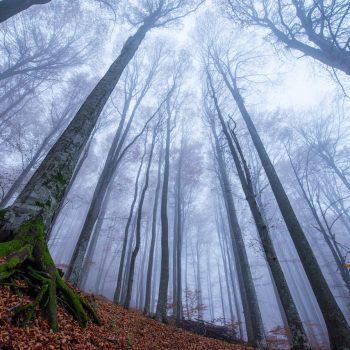 Tall trees in a forest amidst fog