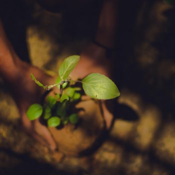 Close up of hands planting a small plant.