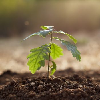 A tiny oak plant.
