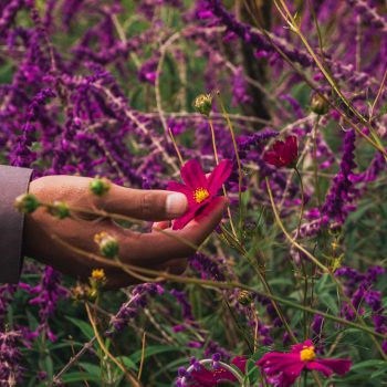 A hand gently holds a bright pink cosmos flower.