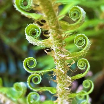 A fern expand its leaves