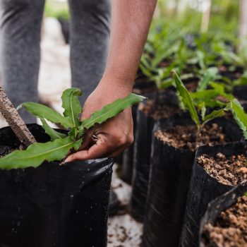 a person potting plants