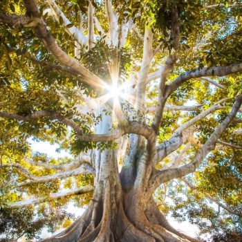 a majestic old tree with sunlight shining through it's canopy