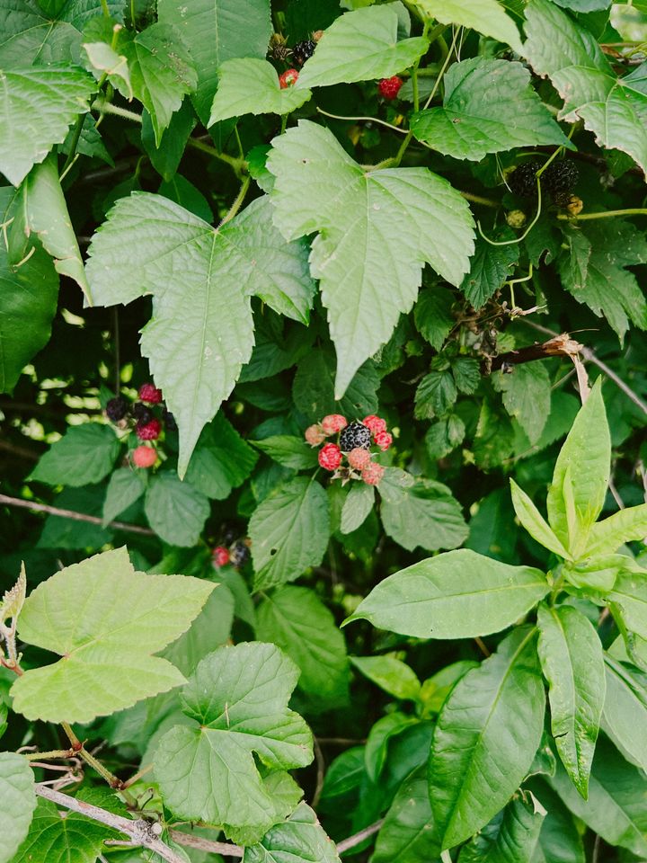 wild black raspberry bush with red and black berries