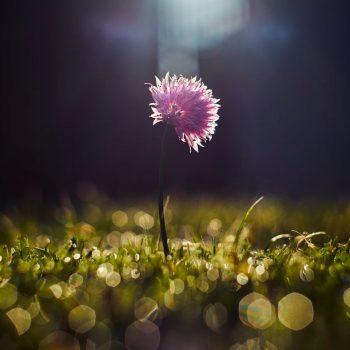closeup photo of a purple flower glowing in a ray of light