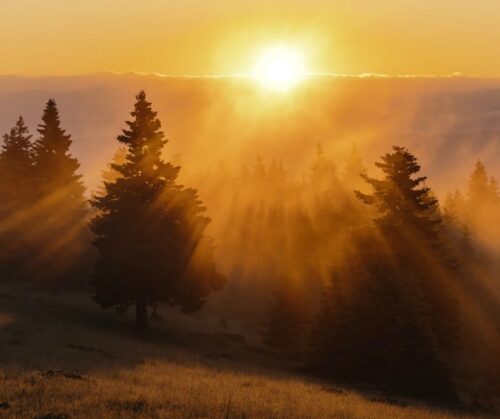 Sunset over a forest