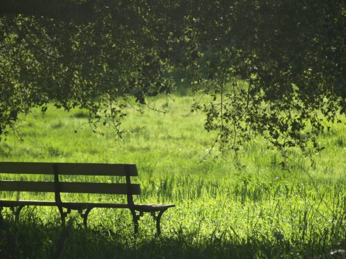 Empty bench underneath the shade of a tree facing a green field