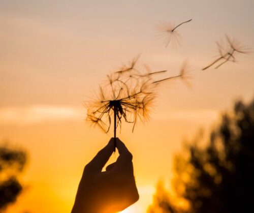 Silhouette of a hand holding a dandelion in front of a sunset as the wind blows seeds away