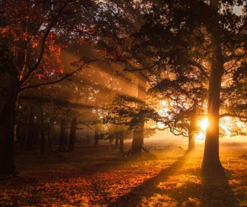 Sunlight casting through trees on the edge of a forest