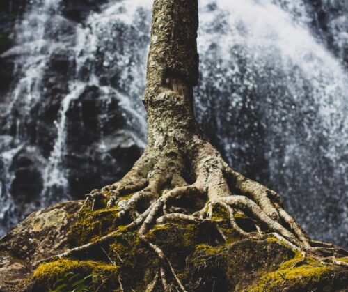 A tree growing on a mossy rock with exposed roots and a waterfall in the background