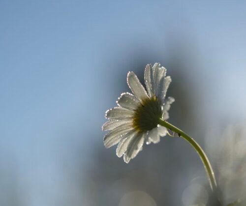 A flower with light dew on the petals - blurred background