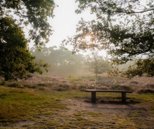 A bunch on the edge of a field